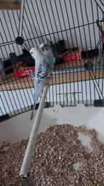 Koppel grasparkieten man blackwing pop split Blackface blauw, Dieren en Toebehoren