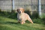 Golden retriever pups, Dieren en Toebehoren, Golden retriever, België, 15 weken tot 1 jaar, Parvo