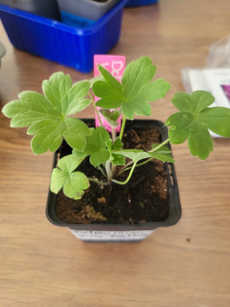 Ridderspoor King Arthur, Jardin & Terrasse, Plantes | Jardin, Autres espèces, Été, Enlèvement, Plante fixe