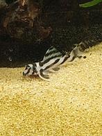 eheim vivaline led 240 eik + 3 hypancistrus zebra. ea., Animaux & Accessoires, Enlèvement, Comme neuf, Aquarium d'eau douce rempli