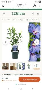 Hibiscus / chinese roos, Tuin en Terras, Planten | Tuinplanten, Ophalen of Verzenden