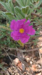 Wilgenroosje, Tuin en Terras, Ophalen, Struik