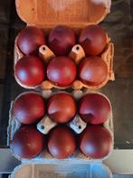Oeufs à éclore de Marans 1€