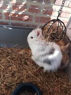 Dwergkonijn, Dieren en Toebehoren, Ophalen