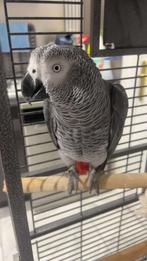 Oiseaux, Enlèvement