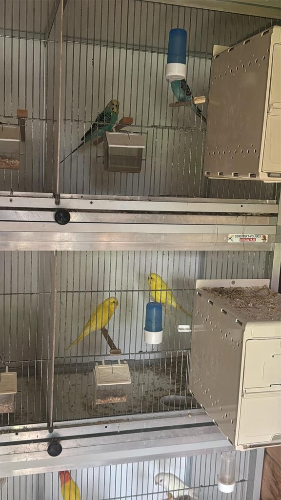 4 couples ondulée reproducteurs