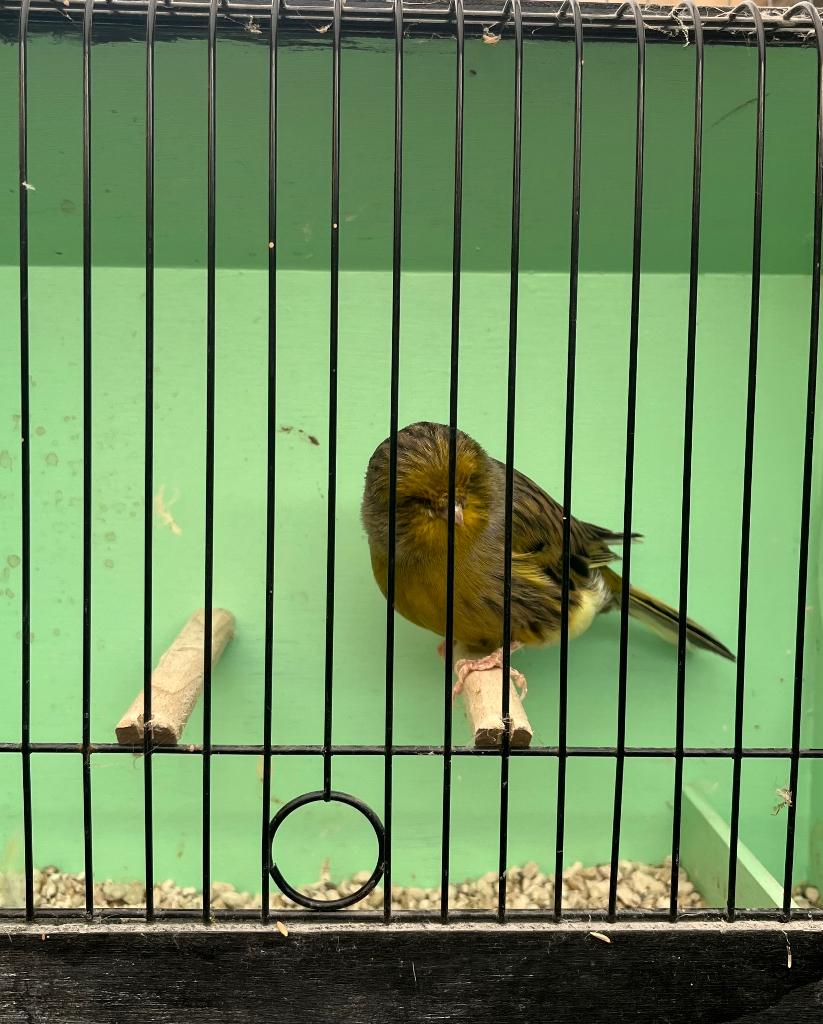 Glosters, Mannelijk, Postuurkanarie