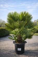 Europese dwergpalm Chamaerops Humilis, Tuin en Terras, Ophalen