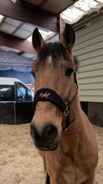 Lieve ruin, Dieren en Toebehoren, Paarden, Ruin