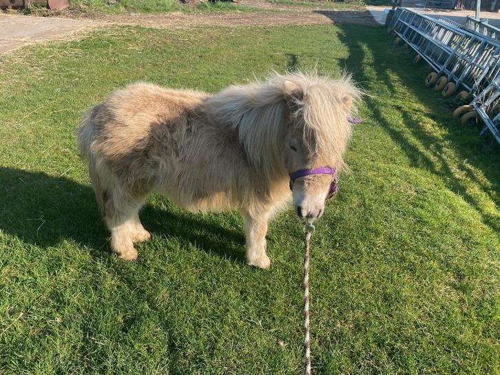 shetland, Dieren en Toebehoren, Pony's, Meerdere dieren, L, A pony (tot 1.17m), Met stamboom, Gechipt, Ontwormd, Ingeënt