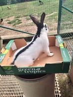 MOOIE REUZEVLINDERS M/V 6m!, Dieren en Toebehoren, Konijnen, Meerdere dieren