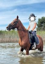 Paard, vosje 15j, Animaux & Accessoires, Chevaux, 11 ans ou plus, Hongre, Débourré, 160 à 165 cm