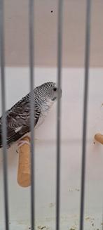 Grasparkieten, Animaux & Accessoires, Oiseaux | Perruches & Perroquets