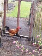 Gratis haan, Dieren en Toebehoren, Pluimvee