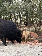 Voedster gezocht, Dieren en Toebehoren, Ophalen, Gebruikt, Overige typen