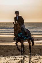 Top fokmerrie ogano sitte, Merrie