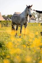 D-pony te koop, Animaux & Accessoires