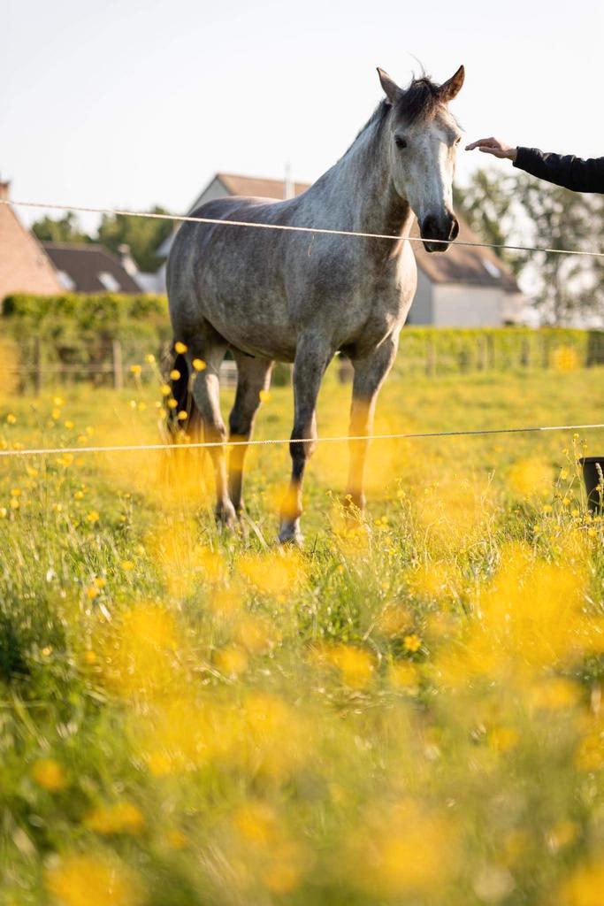 D-pony te koop, Animaux & Accessoires, Chevaux