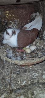 Syrische duif te koop, Dieren en Toebehoren