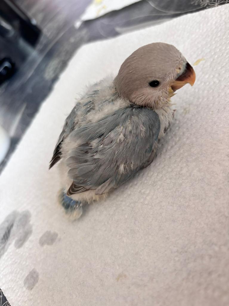 Agapornis (dwergpapegaai), Dieren en Toebehoren, Vogels | Parkieten en Papegaaien