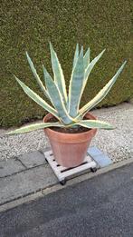 Agave Americana, Jardin & Terrasse, Autres espèces, Ne fleurit pas, Plein soleil, Enlèvement