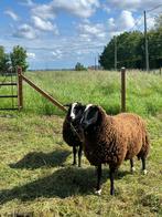 Mouton bleu noir, Animaux & Accessoires, Moutons, Chèvres & Cochons, Plusieurs animaux, Mouton, 0 à 2 ans