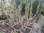 Brugmansia (Datura), Tuin en Terras, Planten | Tuinplanten, Ophalen of Verzenden