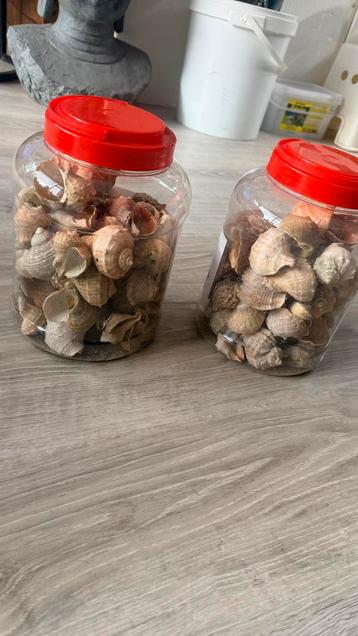 Schelpen beschikbaar voor biedingen