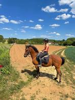 D-pony te koop, Gechipt, Ruin, Niet van toepassing, 7 tot 10 jaar