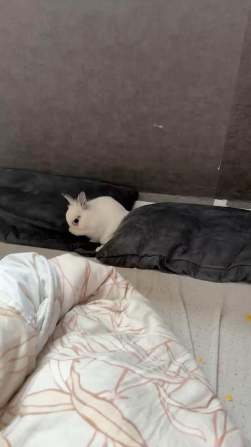 Konijntje tam te koop, Dieren en Toebehoren, Konijnen, Klein, Mannelijk, 0 tot 2 jaar, Hangoor