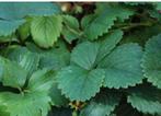 Fraisiers 1,50€, Jardin & Terrasse, Plantes | Jardin