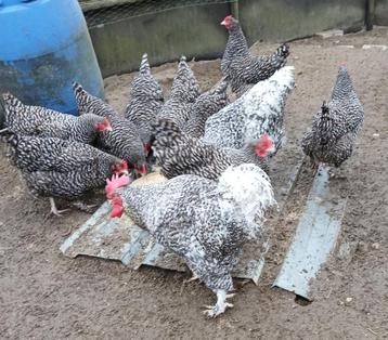 Jonge mechelse koekoek, Dieren en Toebehoren, Kip