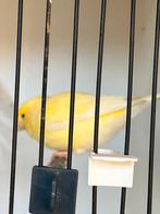 Witte en gele kanaries, Dieren en Toebehoren, Vogels | Kanaries, Kleurkanarie