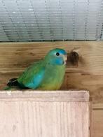 Splendid, Dieren en Toebehoren, Meerdere dieren, Parkiet, Geringd