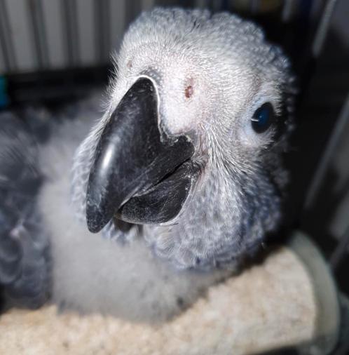 Te reserveren ! Zeer tamme grijze roodstaartjes, Dieren en Toebehoren, Vogels | Parkieten en Papegaaien, Papegaai, Pratend, Tam