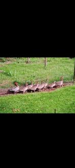 Siereenden manengans koppel, Dieren en Toebehoren, Pluimvee, Meerdere dieren, Eend