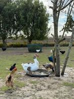 Vlaamse gans, Dieren en Toebehoren, Pluimvee