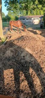 gratis paardenmest, Tuin en Terras, Aarde en Mest, Ophalen