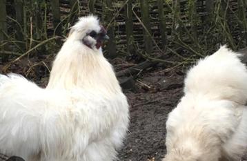 Oiseaux à soie adultes et poussins