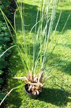 pampasgras, Tuin en Terras, Ophalen, Zomer, Vaste plant