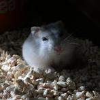 Hamster (dwerg- en goudhamster) - te koop, Dieren en Toebehoren, Meerdere dieren, Hamster, Tam