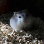 Hamster (Hamster nain et doré) - à vendre, Animaux & Accessoires, Rongeurs, Domestique, Hamster, Plusieurs animaux