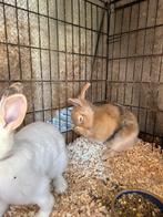 Konijn, Dieren en Toebehoren, Konijnen