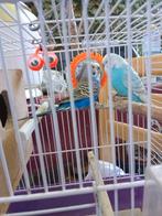 Perruches avec cage et accessoires