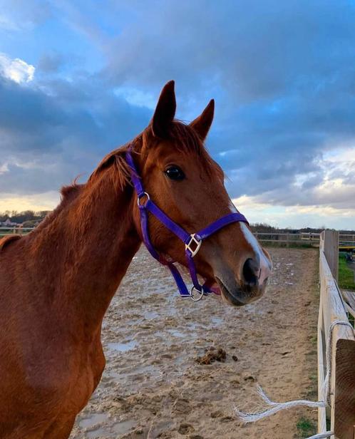 Gezocht Dressuur amazone, Diensten en Vakmensen, Dieren | Paarden | Verzorging, Oppas en Dressuur