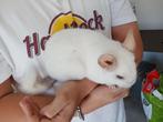 Chinchilla zoekt nieuwe thuis., Februari, Chinchilla, Tam
