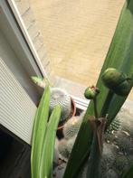 cactus, Huis en Inrichting, Kamerplanten, Cactus, Minder dan 100 cm, In pot, Volle zon