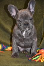 Prachtig blauw gestroomd Frans Bulldog reutje, België, Reu, CDV (hondenziekte), 8 tot 15 weken