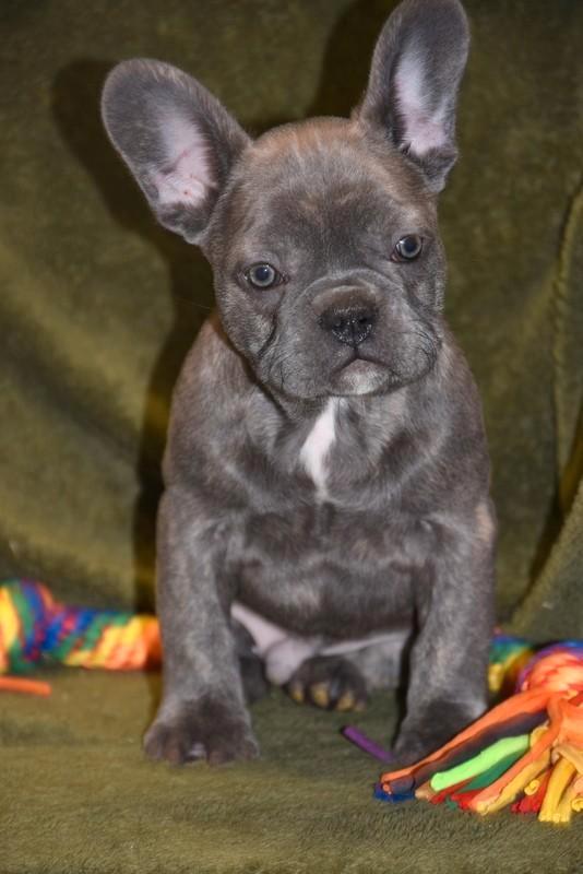 Prachtig blauw gestroomd Frans Bulldog reutje, Dieren en Toebehoren, Honden | Bulldogs, Pinschers en Molossers, Reu, Bulldog, Fokker | Professioneel