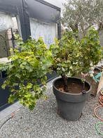 Druivelaar, Tuin en Terras, Ophalen of Verzenden, In pot